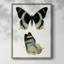 «Antique Blue Butterflies I», reproduction encadrée - bois massif-1106128629