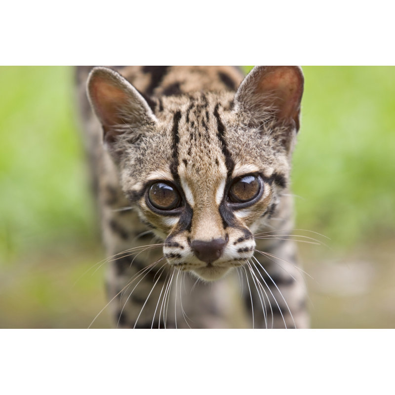 Ocelot by Mendelewski, 12" H x 18" W