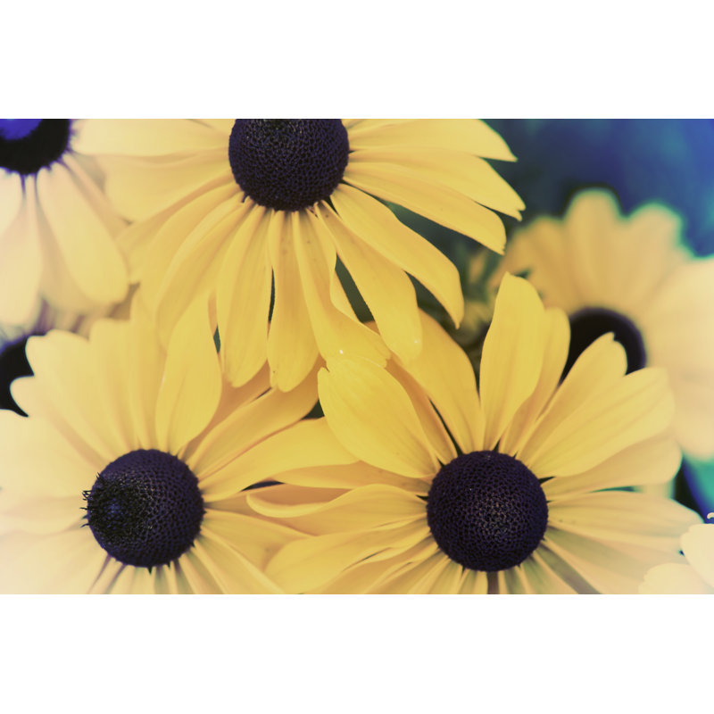 Susans II by Jason Johnson - Photograph, Wrapped Canvas, 61 cm H x 91 cm W