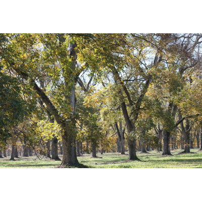 Pecan Trees Farm - Wrapped Canvas Print