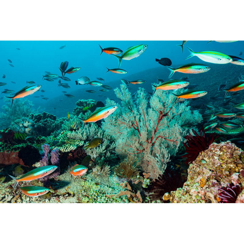 Coral Reef with Strong Current by Ifish, 12" H x 18" W