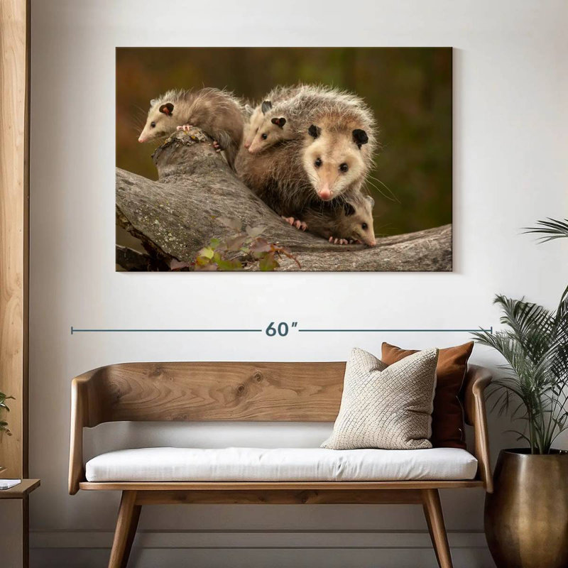 Famille Opossum, H 32 po x l 48 po