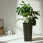 Ensemble de 2 grands pots à fleurs-478296869-478296868-530806813