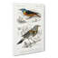 Bird Illustrations PL. 18 by Charles D Orbigny - Wrapped Canvas-55363538