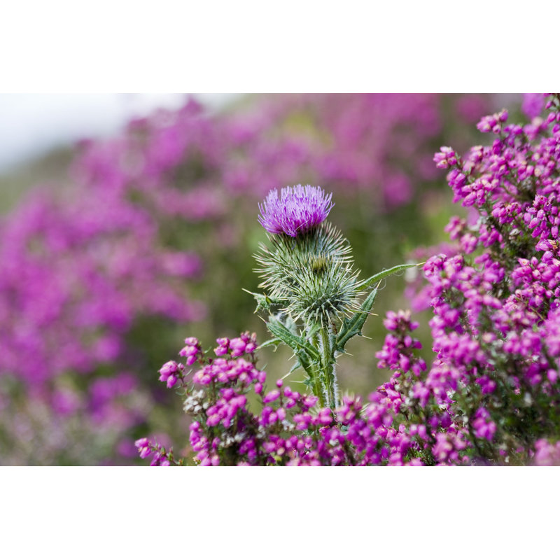 Gros plan sur le chardon par Jgshields - Photographie sur toile tendue, H 8 po x l 12 po