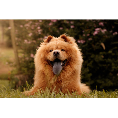 Chow-Chow Portrait by Thais Almeida