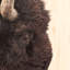 American Bison Print by Getty Images-581159467