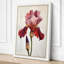 Iris in Rose Botanical - Wrapped Canvas-3448165-3448092