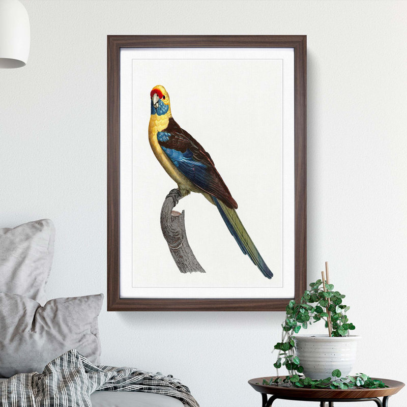 Crimson Rosella by F. Levaillant - Framed Print, 36cm H x 27cm W x 2cm D, Walnut Framed