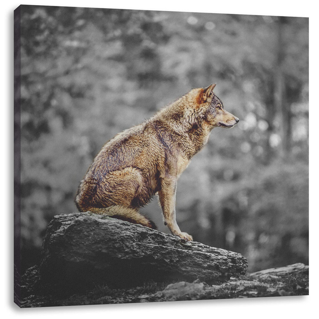 Leinwandbild Wolf Sits on a Stone in Autumn Forest B&W Detail