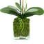 Phalaenopsis In Glass Vase With Moss