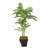 Panama 72" Artificial Palm Tree in Planter