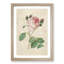 Cabbage Rose by Pierre-Joseph Redoute - Picture Frame Art Print-55513174-55513175