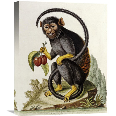 " A Little Black Monkey " by George Edwards