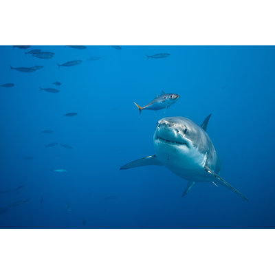 " Great White Shark " by Vladoskan