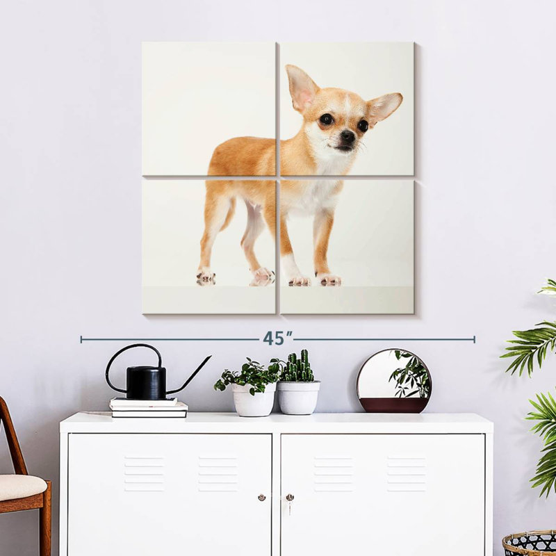 Chihuahua précieux Brampt, H 32 po x l 32 po