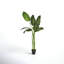 78'' Faux Banana Leaf Tree in Pot