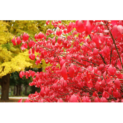 Autumn Burning Bush by Willowpix
