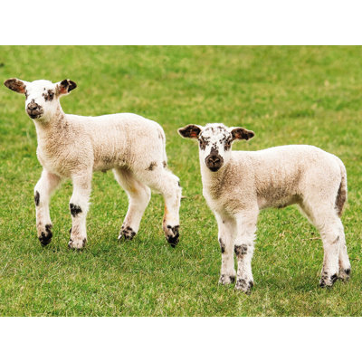 " Black White Lambs "