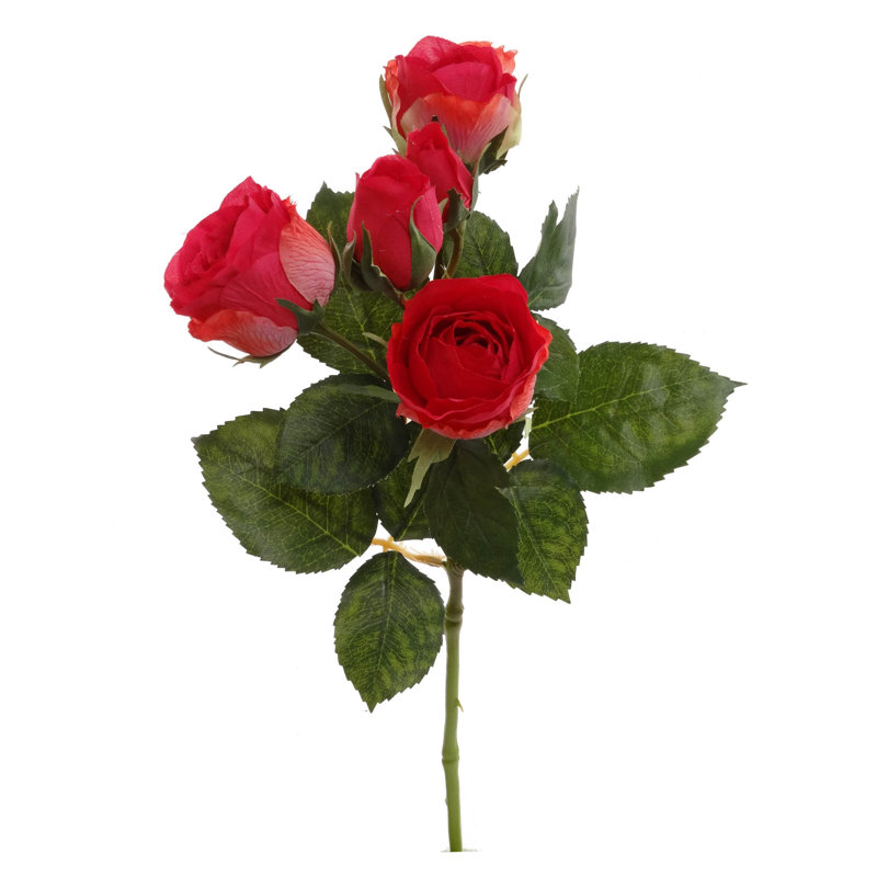 Roses, Beauté