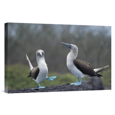 " Blue-Footed Booby Courtship Dance, Galapagos Islands, Ecuador "