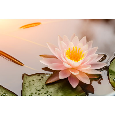Waterlily Or Lotus Flower Blooming In The Pond - Wrapped Canvas Print