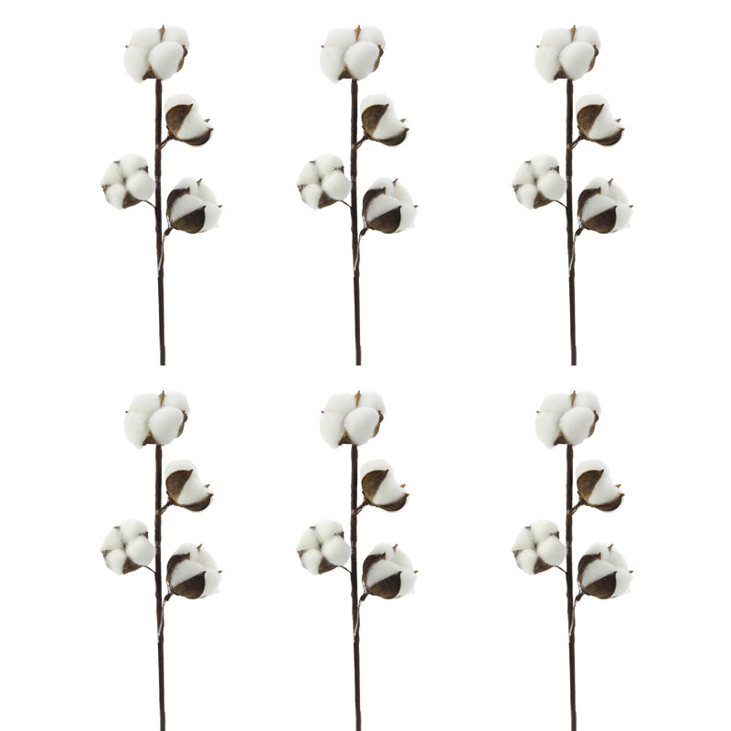 Cotton Arrangement