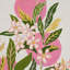 Citrus Garden Indoor/Outdoor Fabric