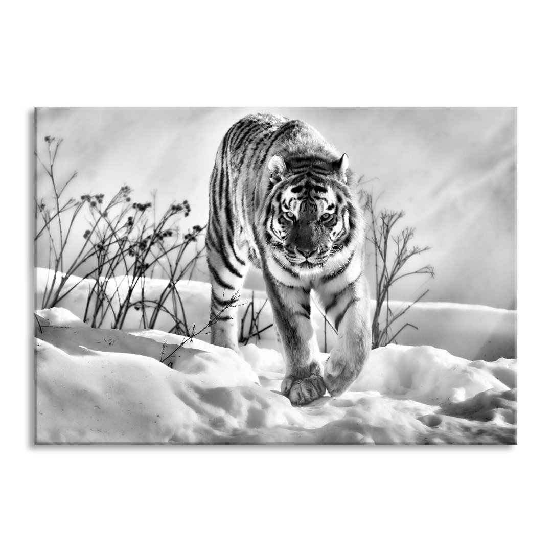 Glasbild Tiger, Schnee