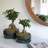 Kalup Pair of Round Reactive Glaze Bonsai Planter with Saucer-714009947