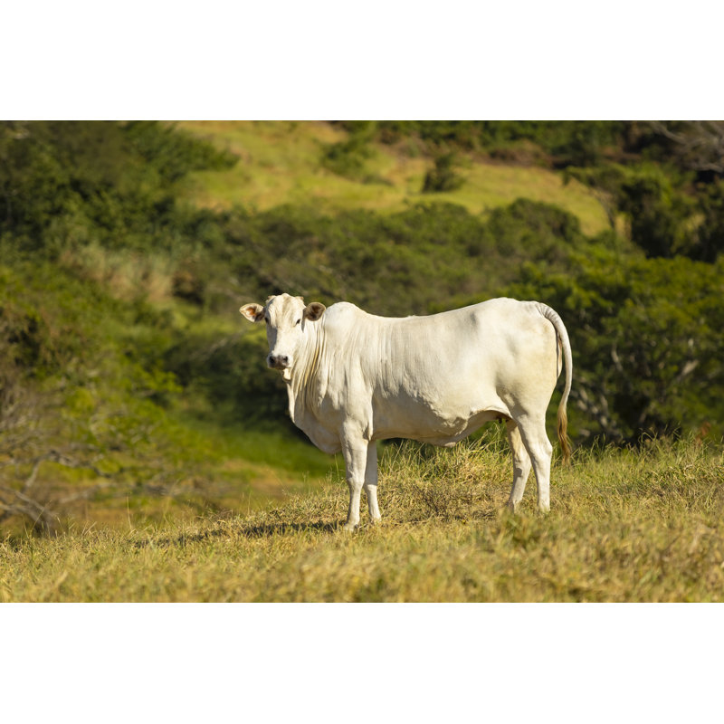 «Nellore Cow» par Erich Sacco - photographie sur toile tendue, H 24 po x l 36 po
