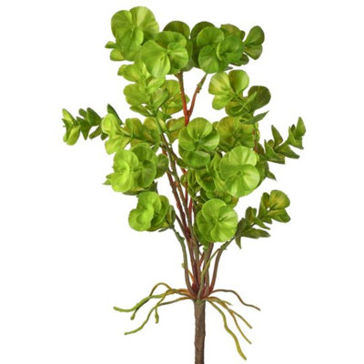 Eau, eucalyptus buisson, plantes et arbres