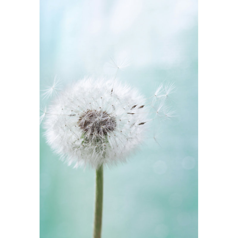 Fleur de pissenlit - photographie sur toile tendue, H 48 po x l 32 po