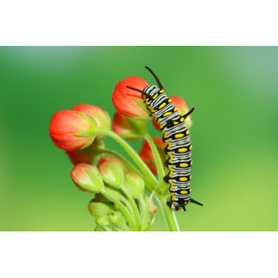 Cute Caterpillar by Ryanking999 - Wrapped Canvas Photograph