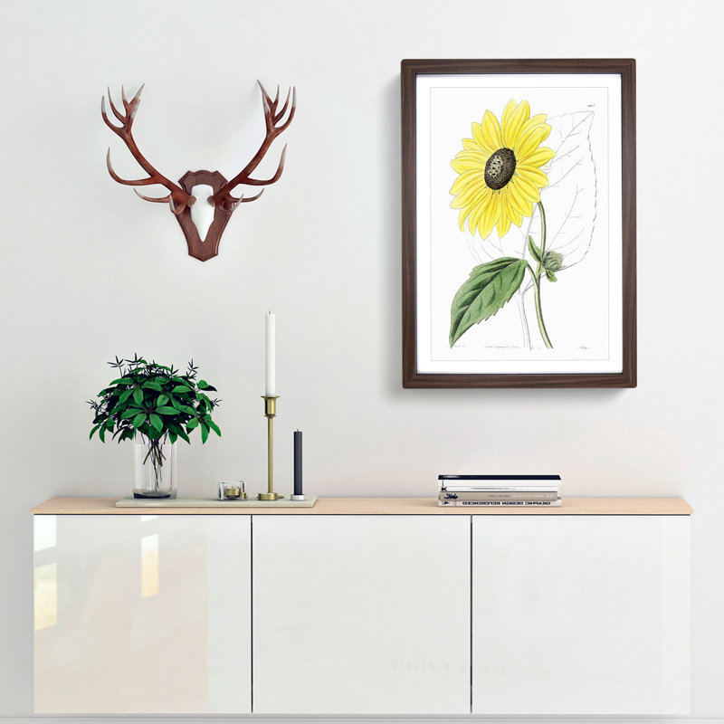 A Californian Sunflower - Wall Art, 45cm H x 33cm W x 2cm D, Walnut Framed