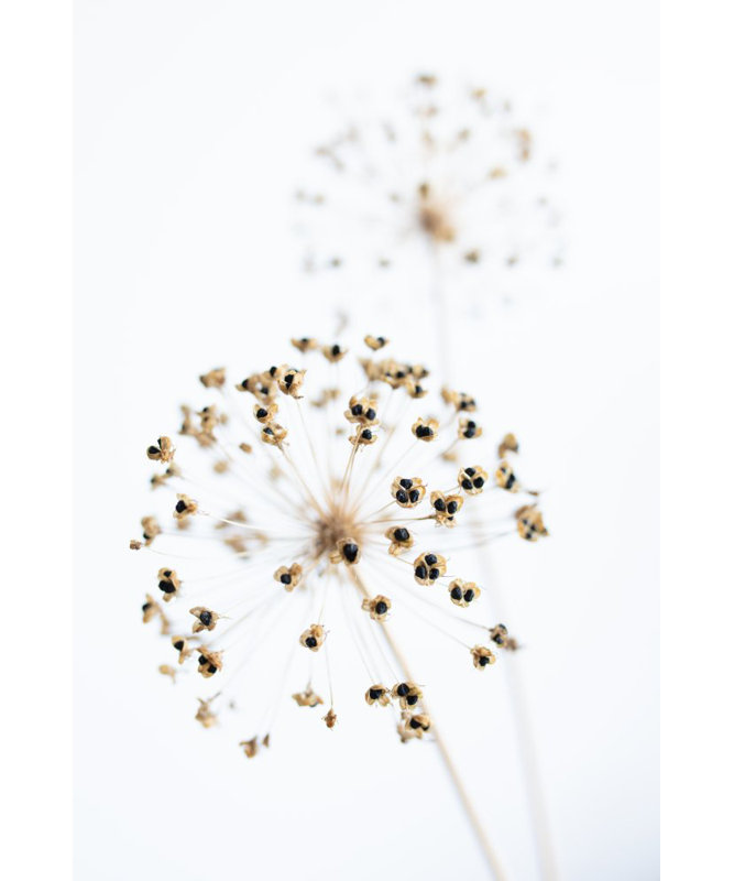 Dried Flower_2, 76.2 cm H x 50.8 cm W