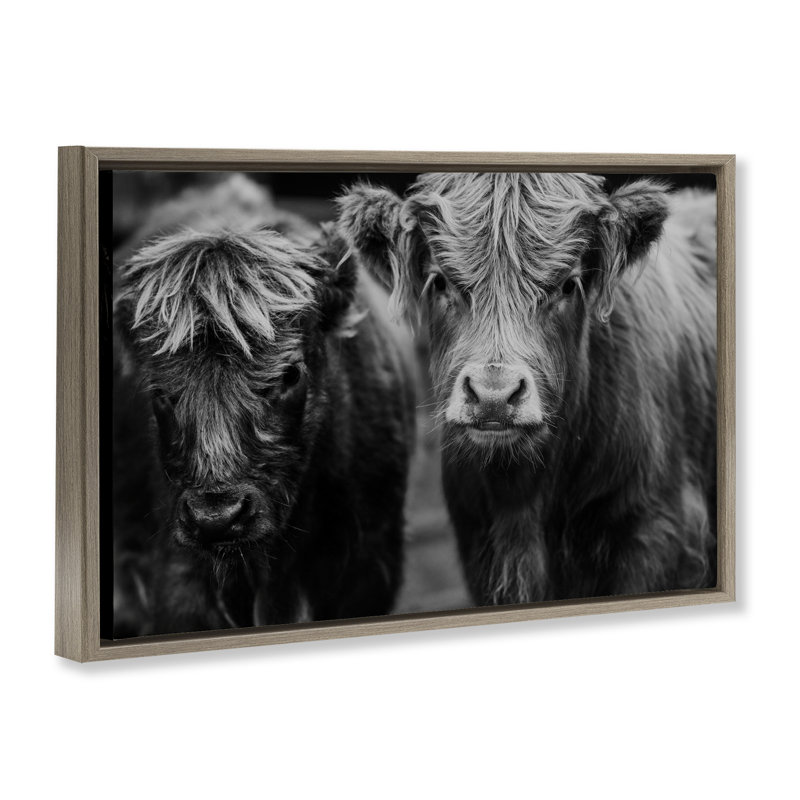 Visage de vache sur un cadre flottant de ferme, design par Amy Carroll, H 17 po x l 25 po, Cadre flottant orme Montalcino