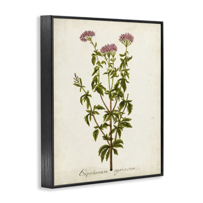 Étude de giclée sur fleur scientifique par l'inconnu bg-042
