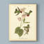 « anna hummingbird », reproduction de peinture à l’huile sur toile tendue-33523066