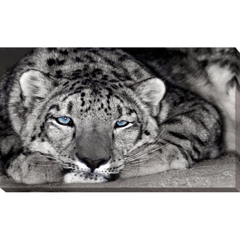 " Snow Leopard Sanctuary ", 18" H x 30" W