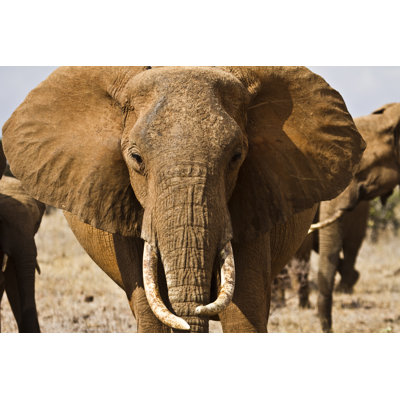 Portrait Of Old Elephant by Swissmediavision - Wrapped Canvas Print