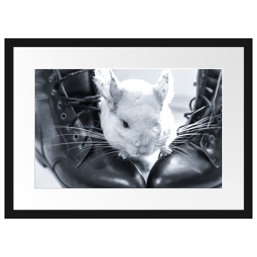 Gerahmtes Poster Chinchilla zwischen Schuhen