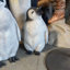 Statue de bébé pingouin