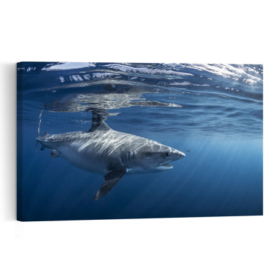 Impression d'art mural majestueux requin blanc contemporain