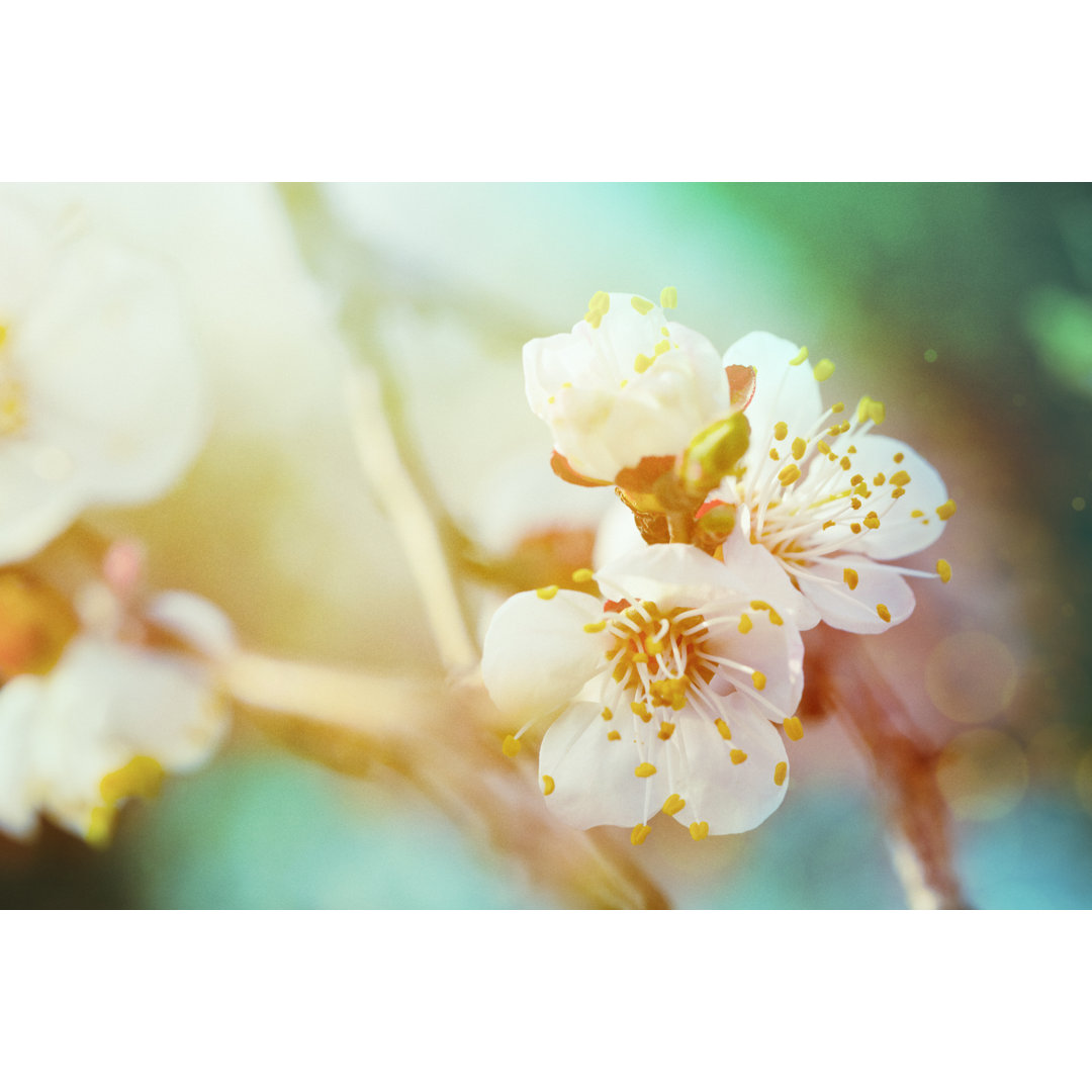 Spring Blossom von Mammuth - Kunstdrucke auf Leinwand - Wrapped Canvas