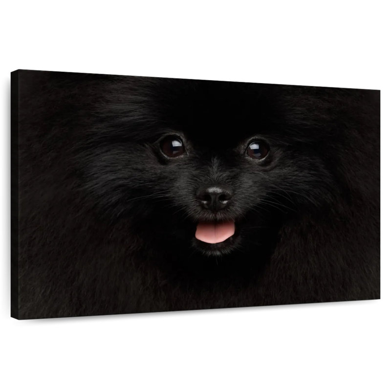 Brampt Black Pomeranian Spitz, 32" H x 48" W
