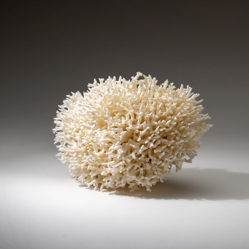 Véritable nid d'oiseau corail (3,5 lb)