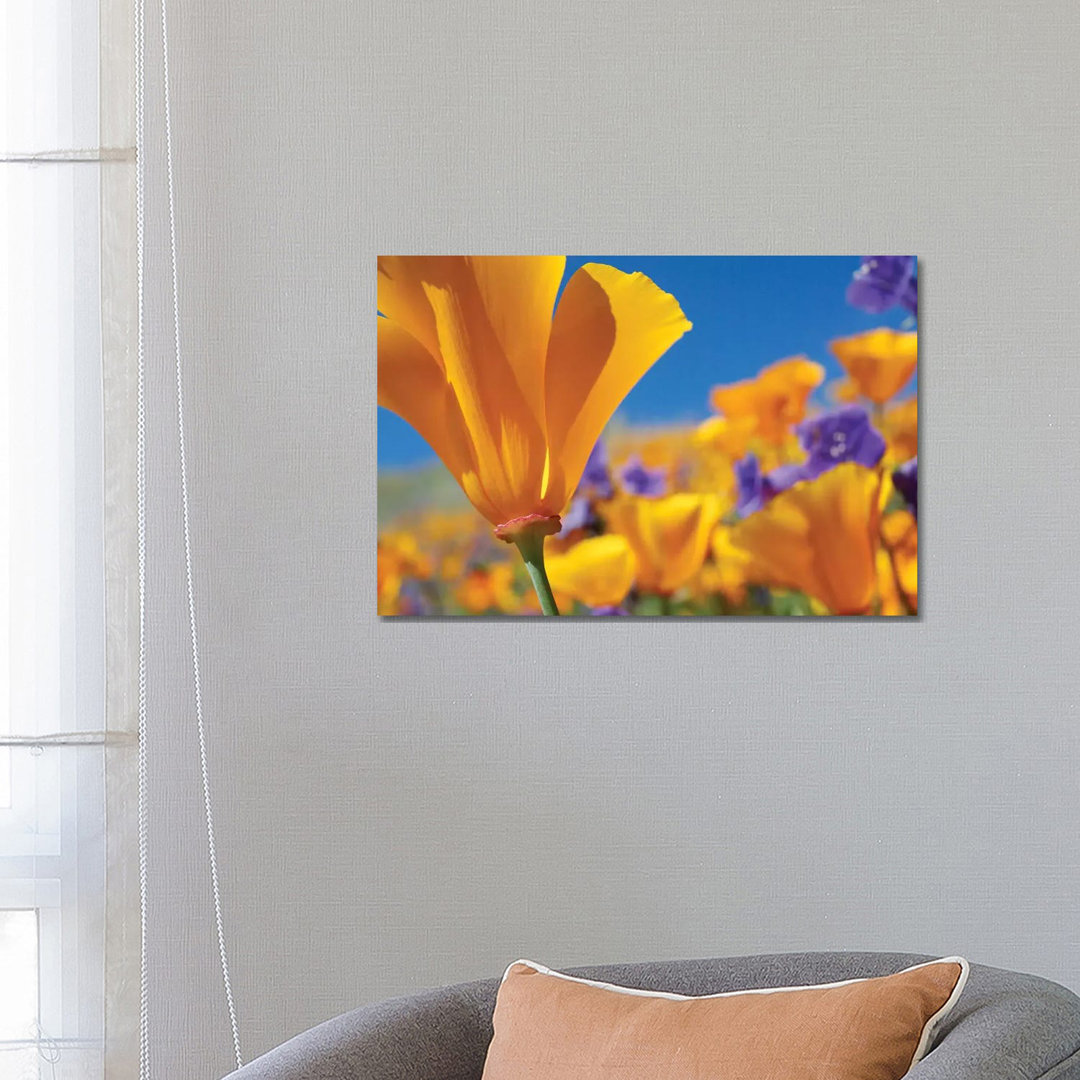 Kalifornische Mohnblumen, Antelope Valley, Kalifornien III von Tim Fitzharris - Gallery-Wrapped Canvas Giclée