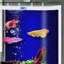 Aquarium 120-135 gallons-130084387-130084388