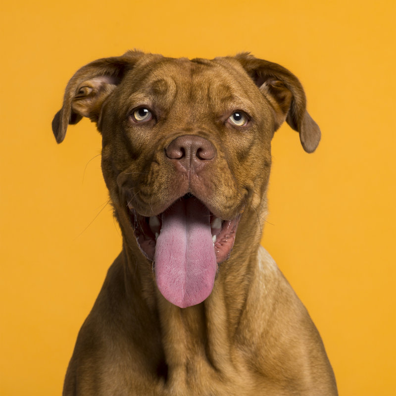 «Dogue De Bordeaux» par Globalp - Photographie sur toile tendue, L 36 po x H 36 po
